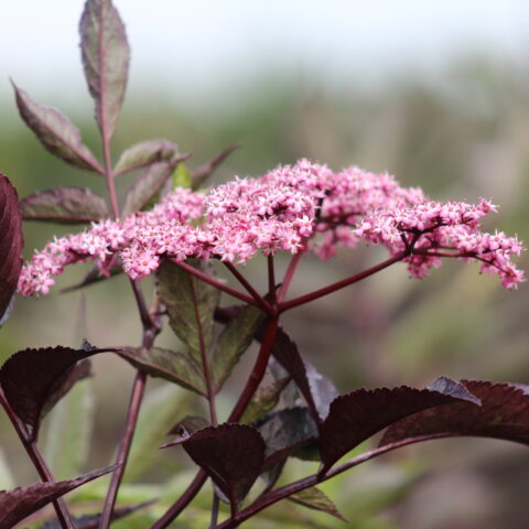 Sambucus nigra 'Black Beauty'